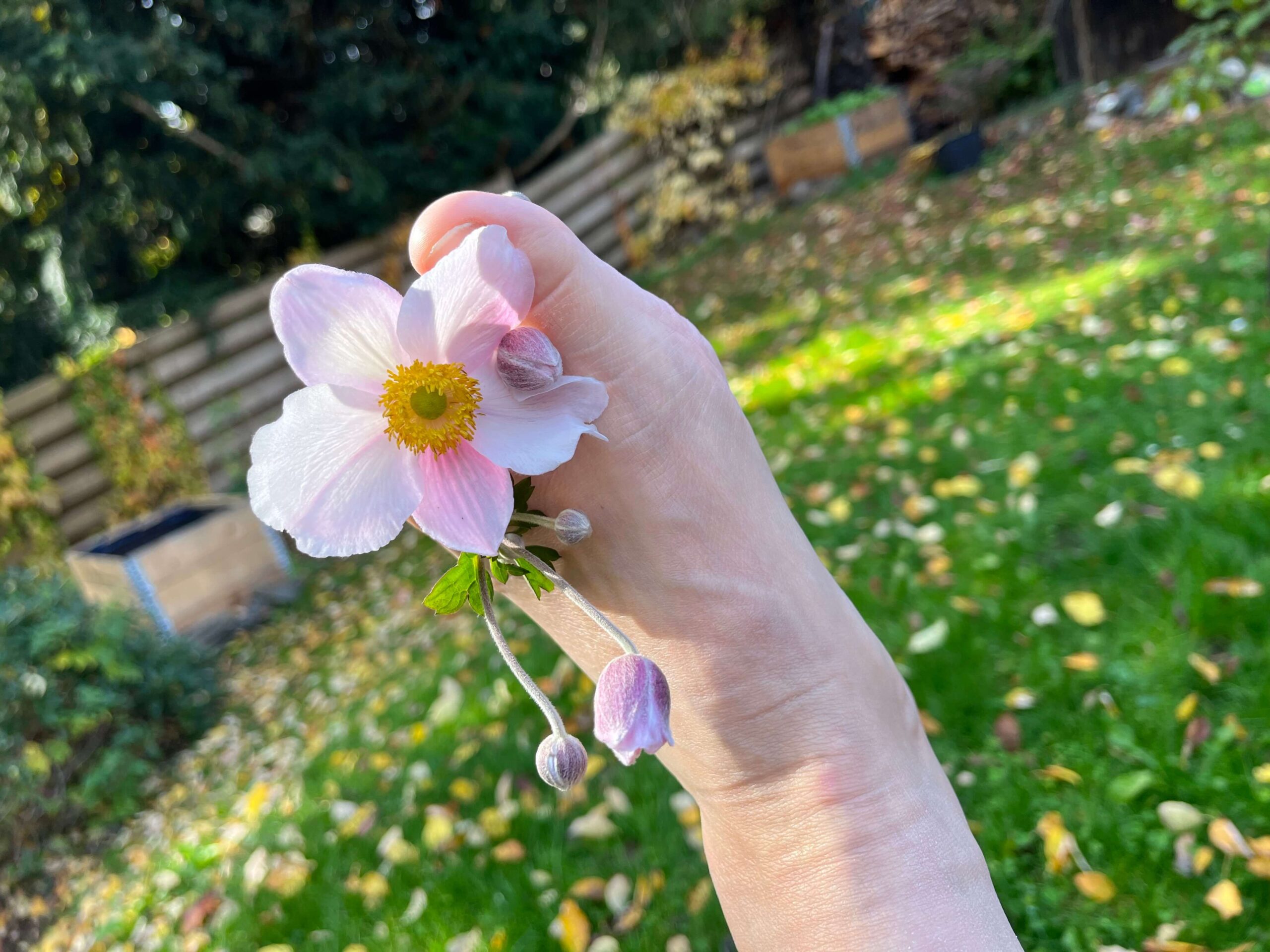 Blume zwischen den Zehen