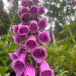 eine pinkfarbende Fingerhutpflanze