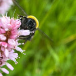 Eine Hummel auf einer Blüte